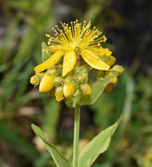 Hypericum perfoliatum