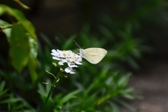 Pieris rapae
