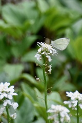 Pieris rapae