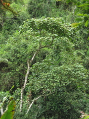 Heliocarpus americanus