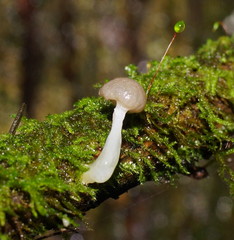 Roridomyces austrororidus