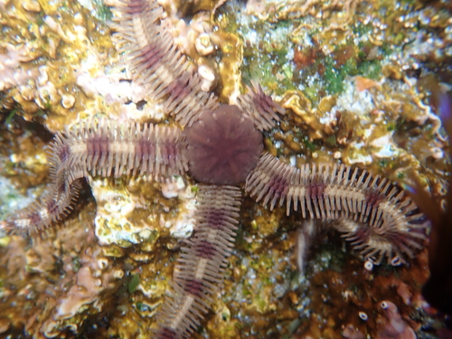 Ophiopteris papillosa