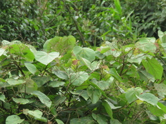 Heliocarpus americanus