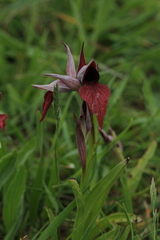 Serapias cordigera