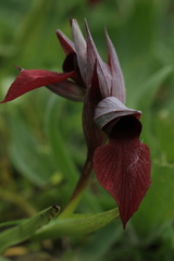 Serapias cordigera