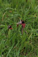 Serapias cordigera