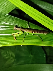 Polyspilota aeruginosa