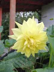 Dahlia pinnata