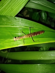 Polyspilota aeruginosa