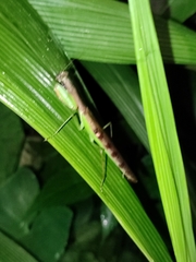 Polyspilota aeruginosa