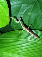 Polyspilota aeruginosa