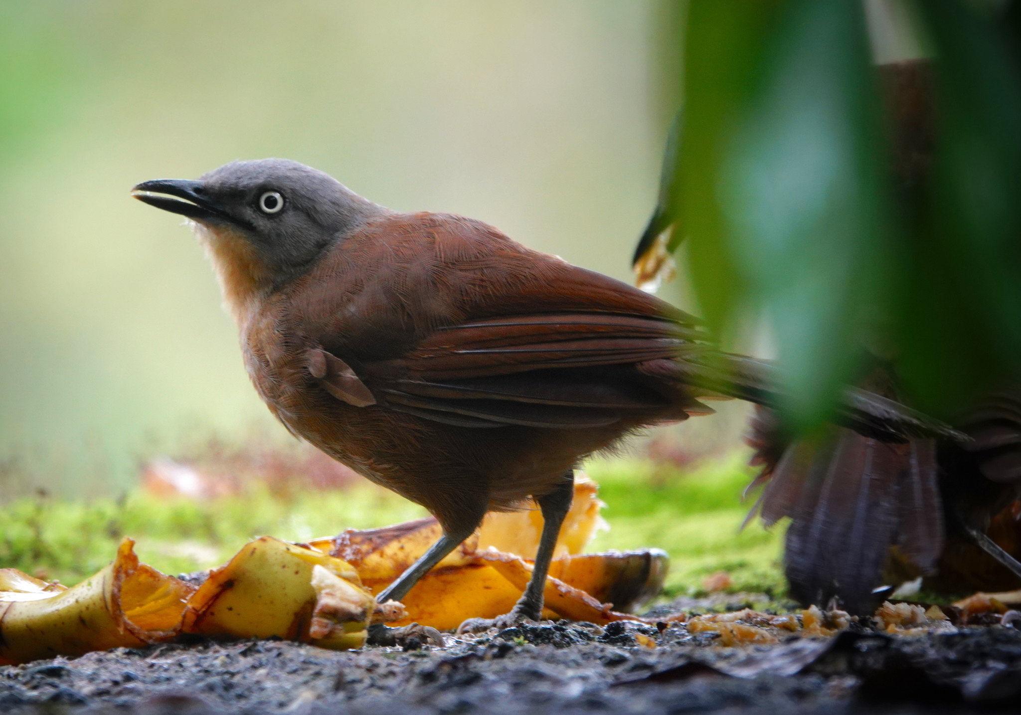 Ashy-headed Laughingthrush illustration