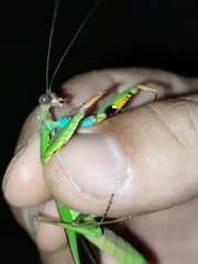 Polyspilota aeruginosa