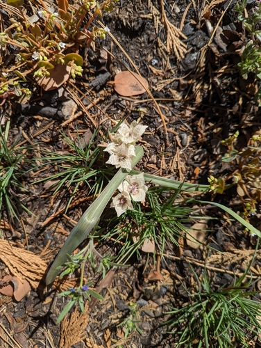 Image of Calochortus westonii by no rights reserved