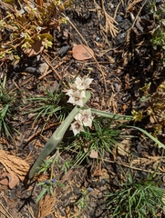 Calochortus westonii