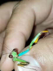 Polyspilota aeruginosa