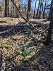 Fritillaria brandegeei
