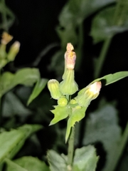 Sonchus oleraceus image