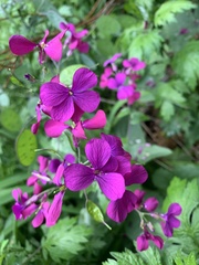 Lunaria annua