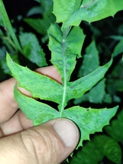 Sonchus oleraceus image