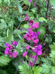 Lunaria annua