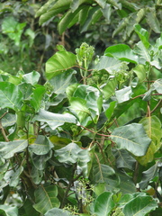 Ladenbergia oblongifolia