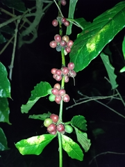 Coffea canephora