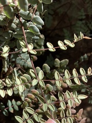 Pellaea truncata