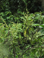 Varronia cylindrostachya