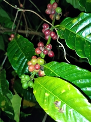 Coffea canephora