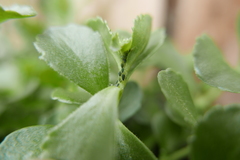 Aphis sedi