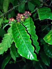 Coffea canephora