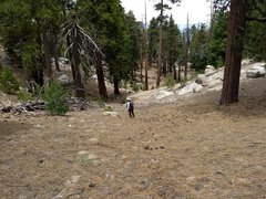 Eriogonum apiculatum