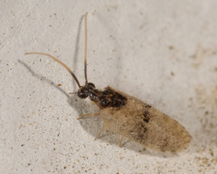 Sympherobius barberi