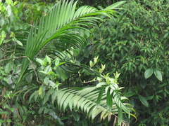 Chamaedorea linearis