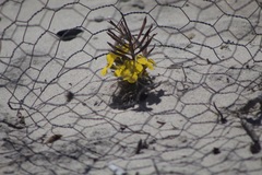 Erysimum menziesii