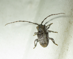 Ecyrus