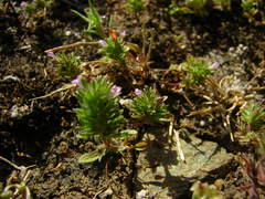 Pogogyne serpylloides