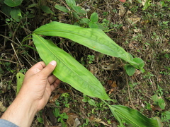 Cyclanthus bipartitus