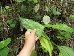 Cyclanthus bipartitus
