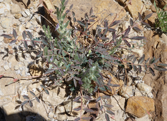 Hoffmannseggia drepanocarpa