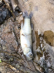 Fundulus diaphanus