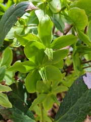 Helleborus viridis