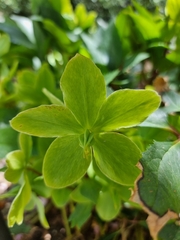 Helleborus viridis