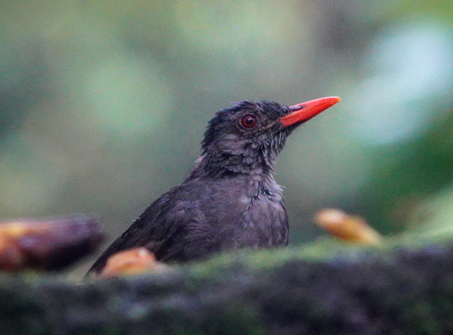 Square-tailed Bulbul (Hypsipetes ganeesa), photo 6