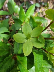 Helleborus viridis