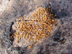 Eurhopalothrix bruchi