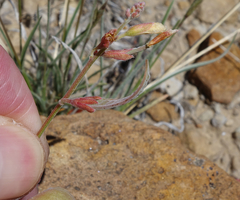 Hoffmannseggia drepanocarpa