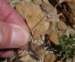 Hoffmannseggia drepanocarpa