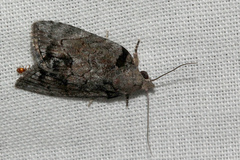 Etanna clopaea